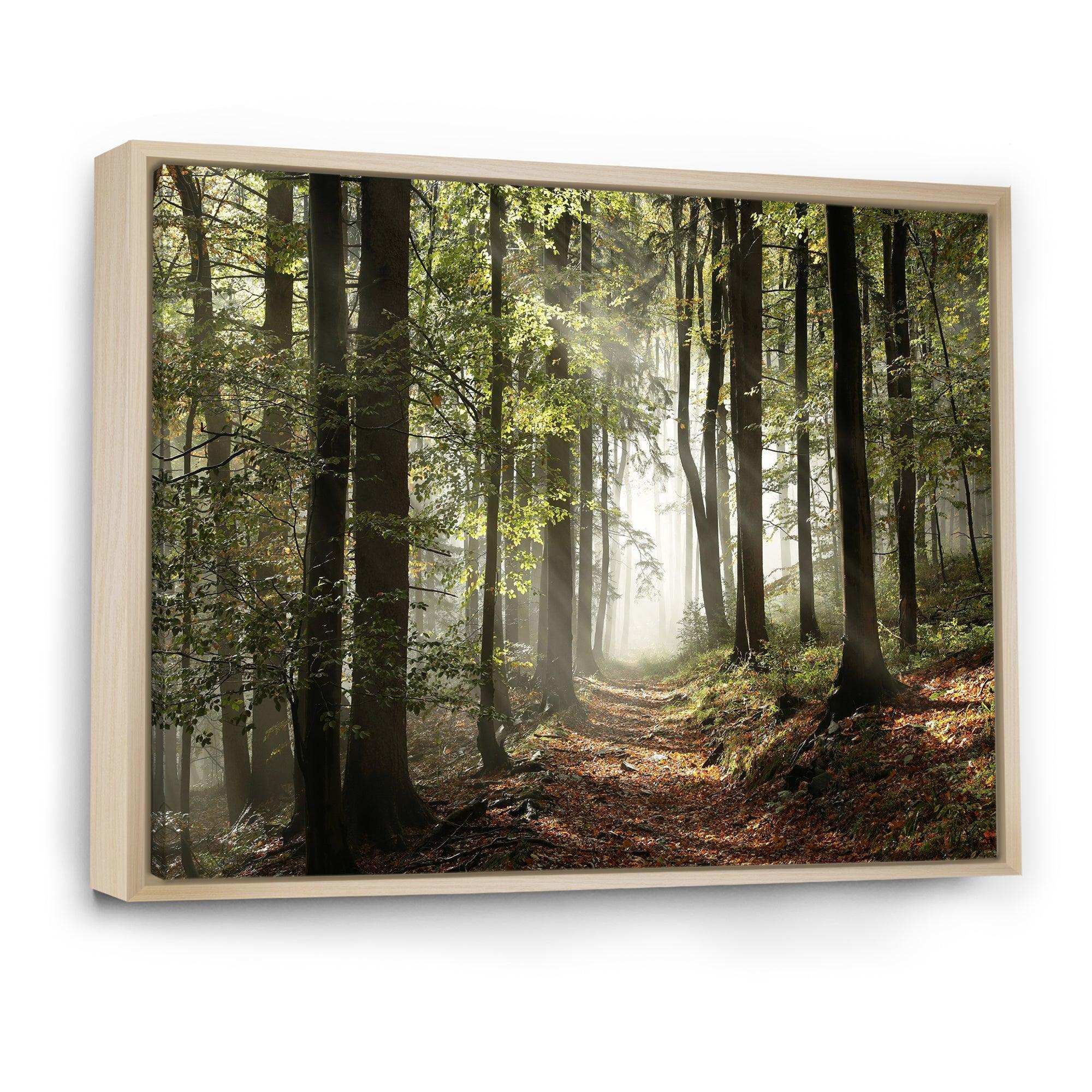 Green Fall Forest with Sun Rays