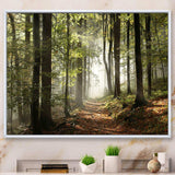 Green Fall Forest with Sun Rays