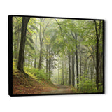 Green Beach Forest Pathway