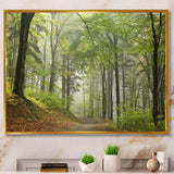 Green Beach Forest Pathway