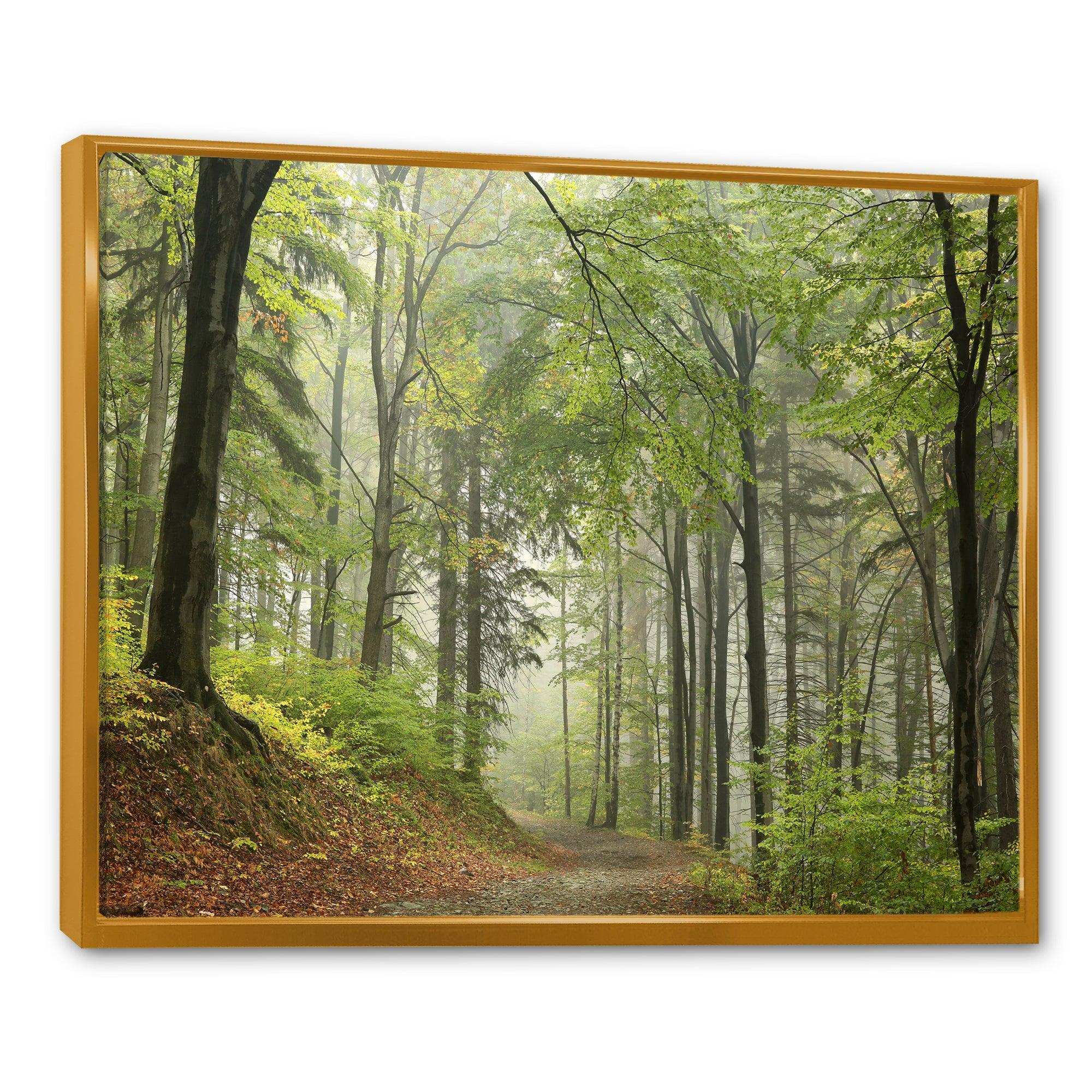 Green Beach Forest Pathway
