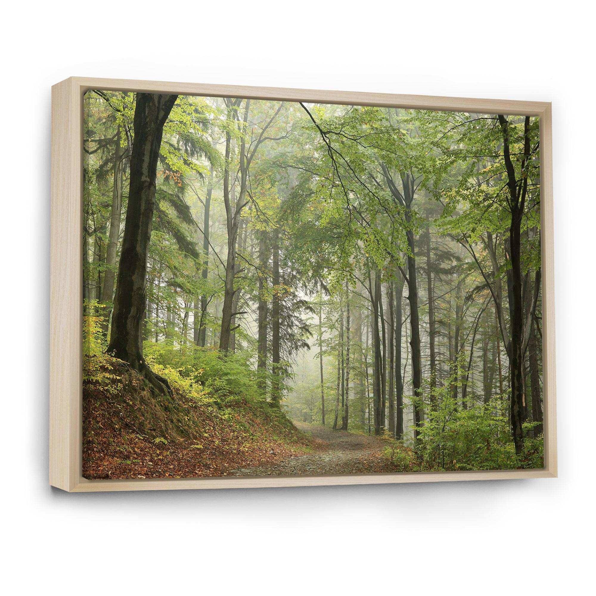 Green Beach Forest Pathway