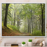 Green Beach Forest Pathway