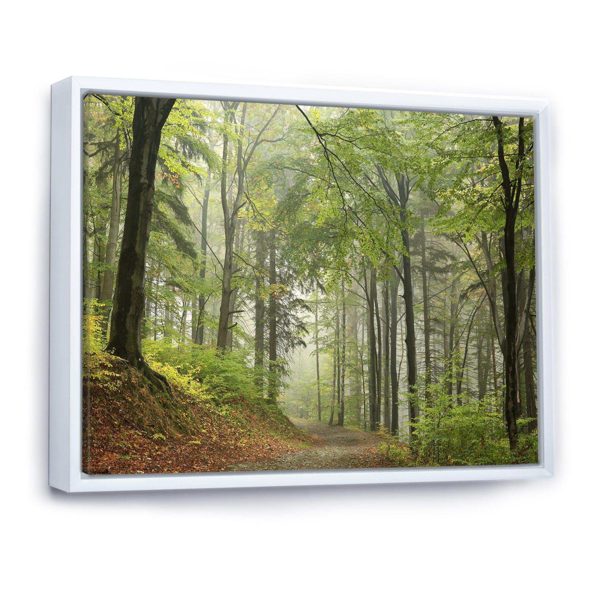 Green Beach Forest Pathway