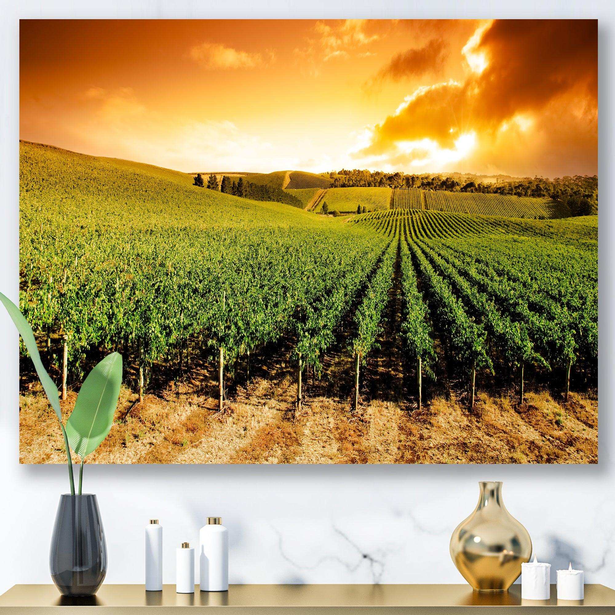 Sunset Vineyard Panorama