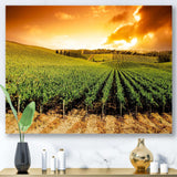 Sunset Vineyard Panorama