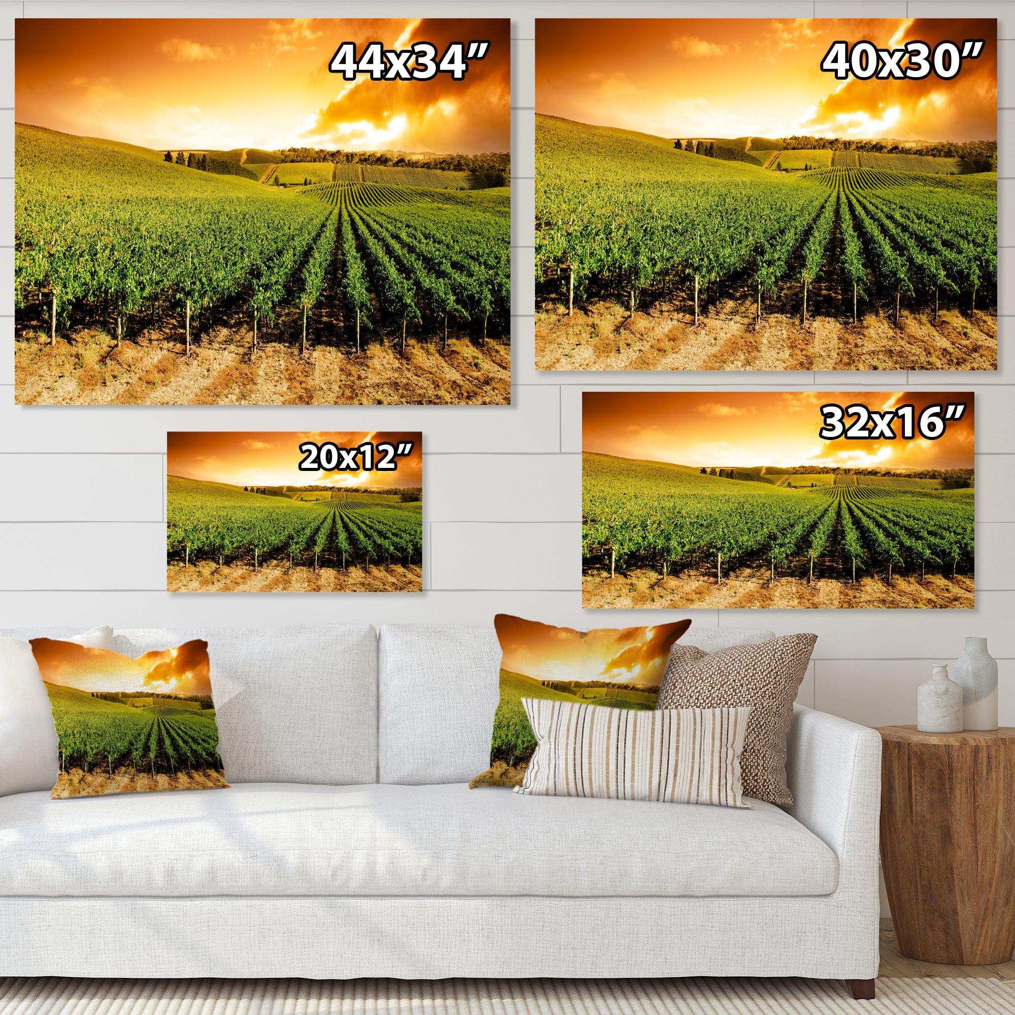 Sunset Vineyard Panorama