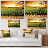 Sunset Vineyard Panorama