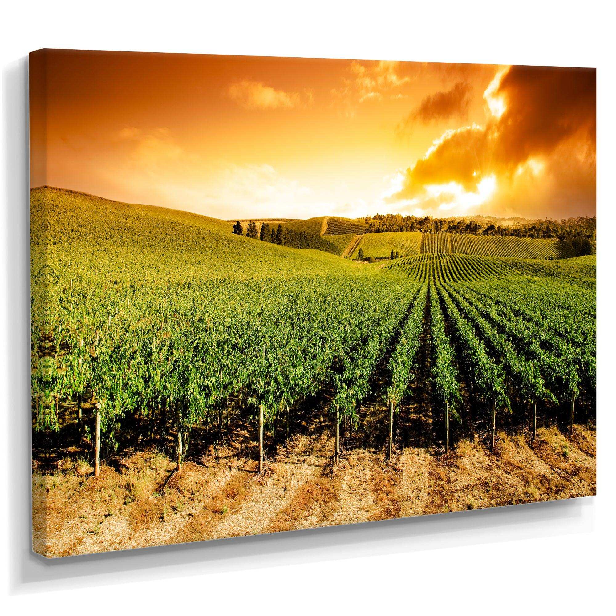 Sunset Vineyard Panorama