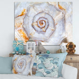 Great Skeleton of Sea Shell