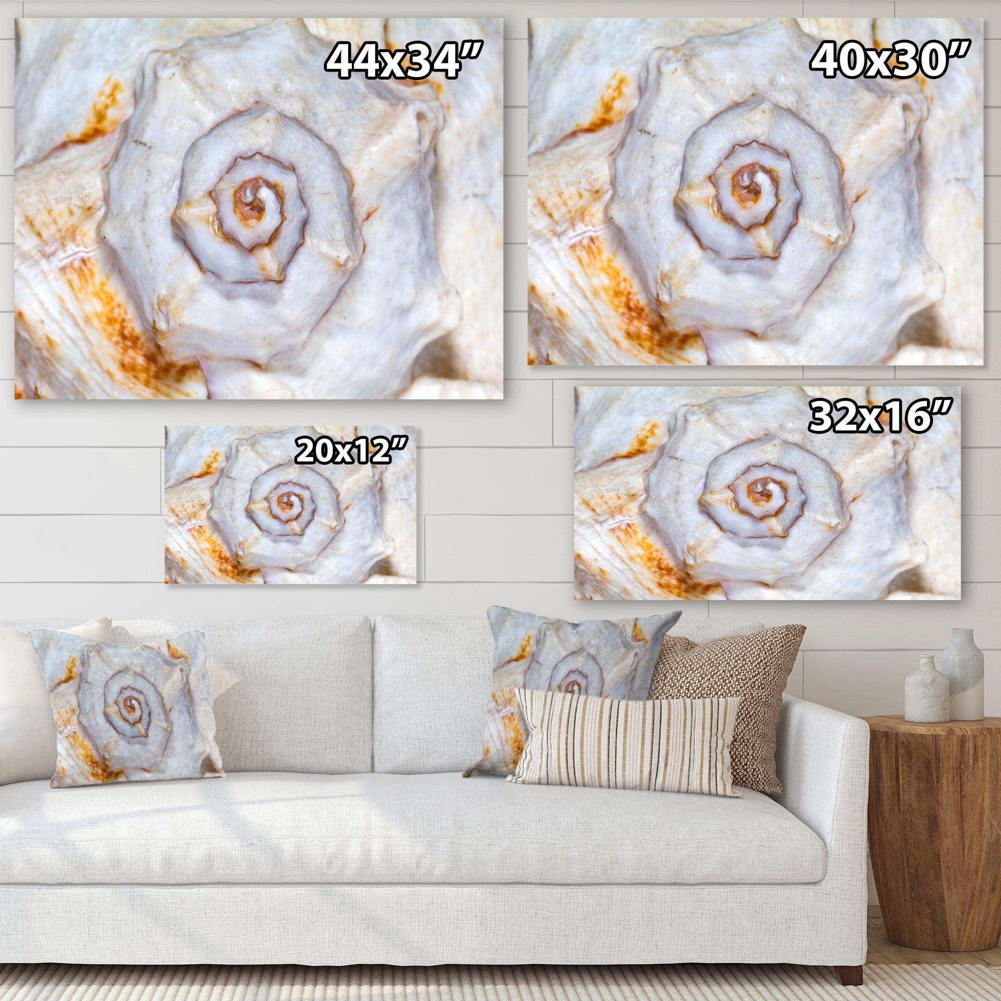 Great Skeleton of Sea Shell