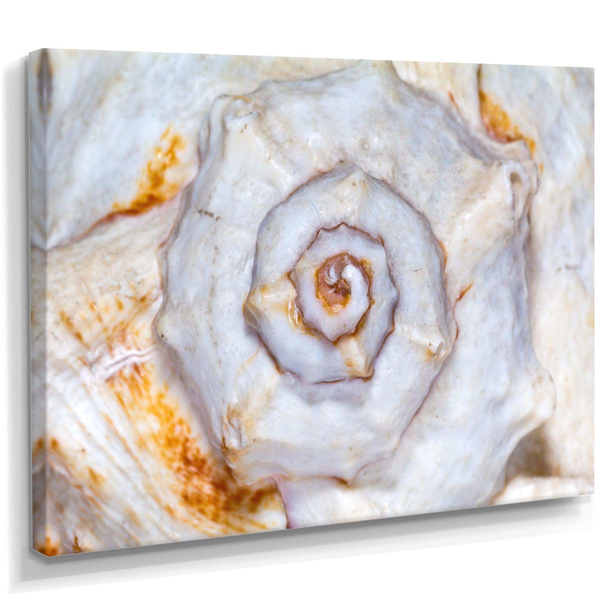 Great Skeleton of Sea Shell