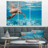 Large Hawksbill Sea Turtle Multi-Panels