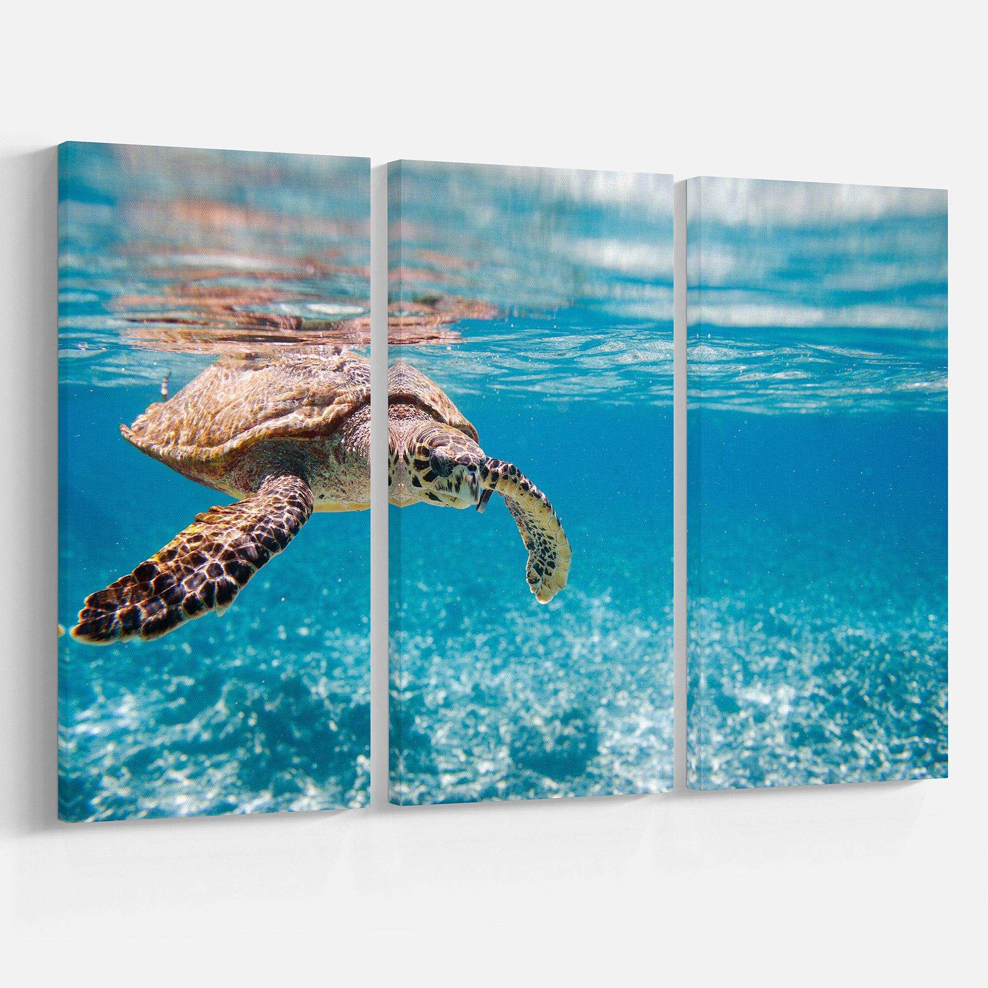 Large Hawksbill Sea Turtle Multi-Panels