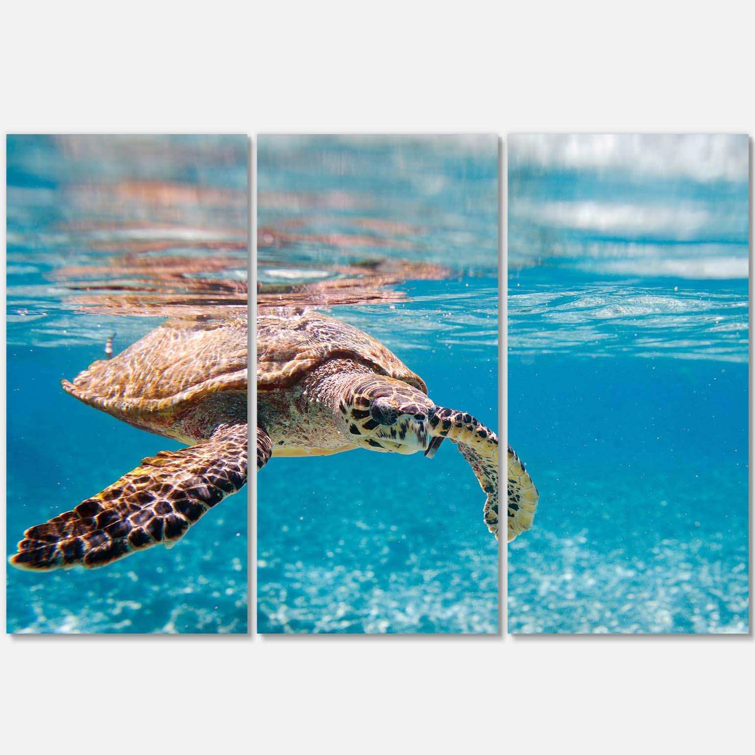 Large Hawksbill Sea Turtle Multi-Panels