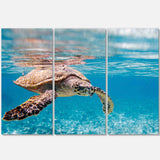 Large Hawksbill Sea Turtle Multi-Panels