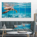 Large Hawksbill Sea Turtle Multi-Panels