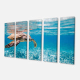Large Hawksbill Sea Turtle Multi-Panels