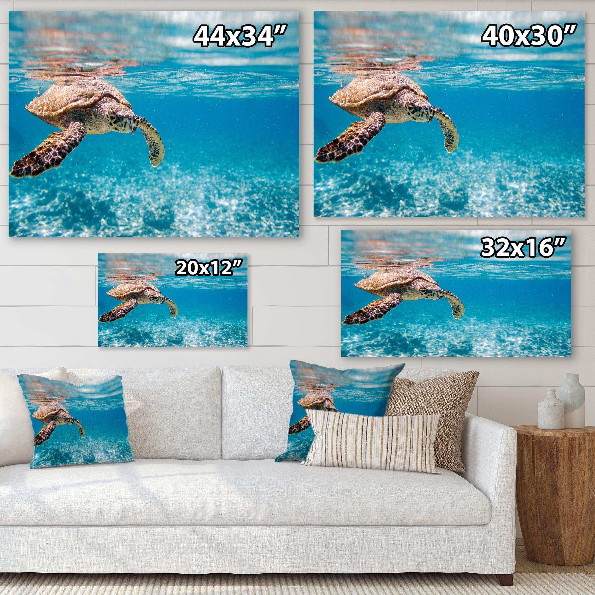 Large Hawksbill Sea Turtle