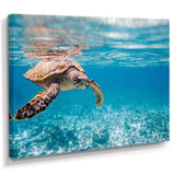 Large Hawksbill Sea Turtle
