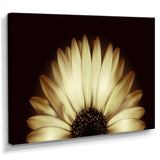 Sunflower in Black background