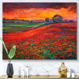 Blossoming Poppy Fields During Summer Sunset