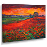 Blossoming Poppy Fields During Summer Sunset