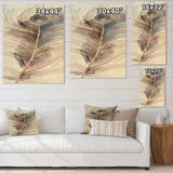 Feather Natural elements