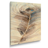 Feather Natural elements