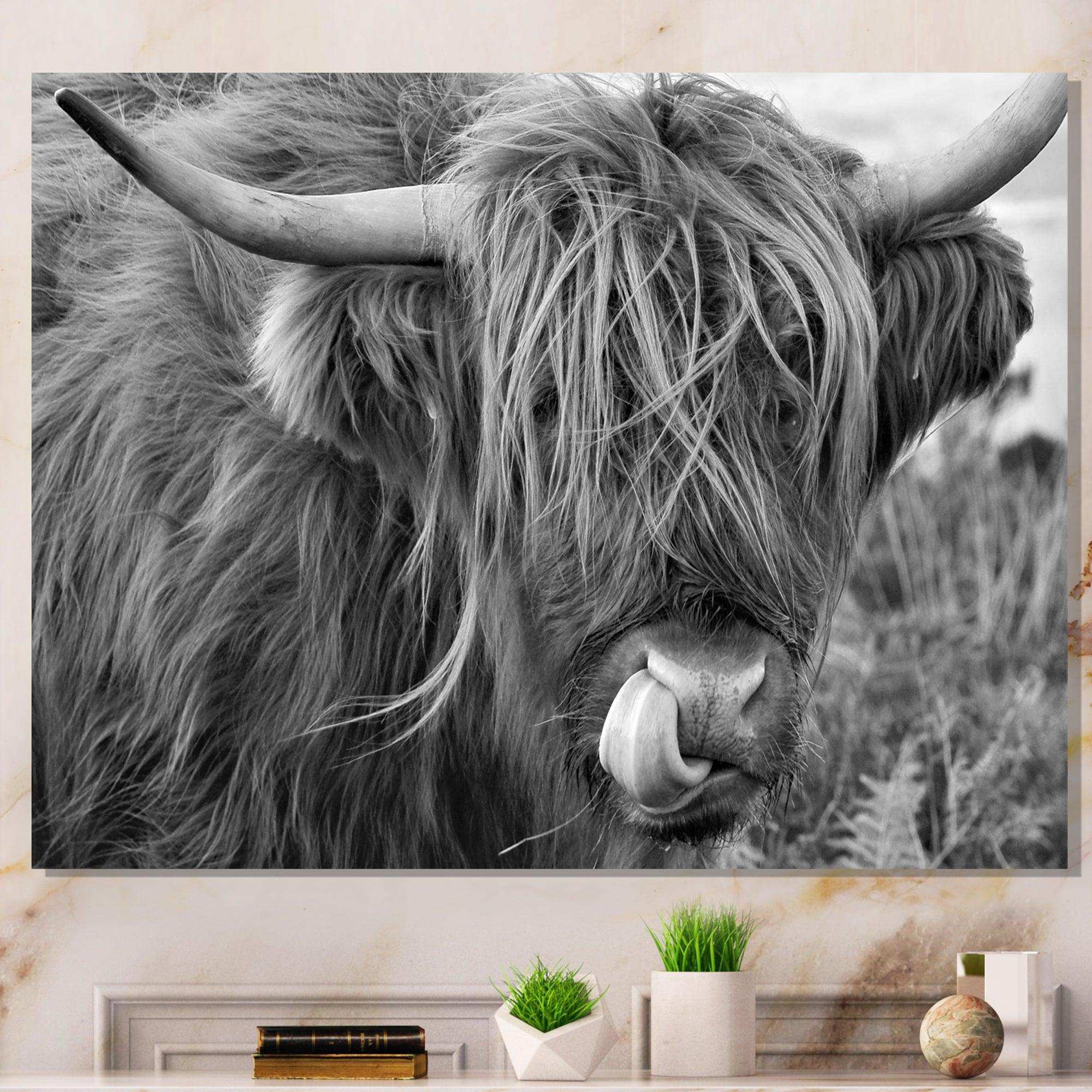 Scottish Cow On Moorland II