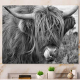 Scottish Cow On Moorland II