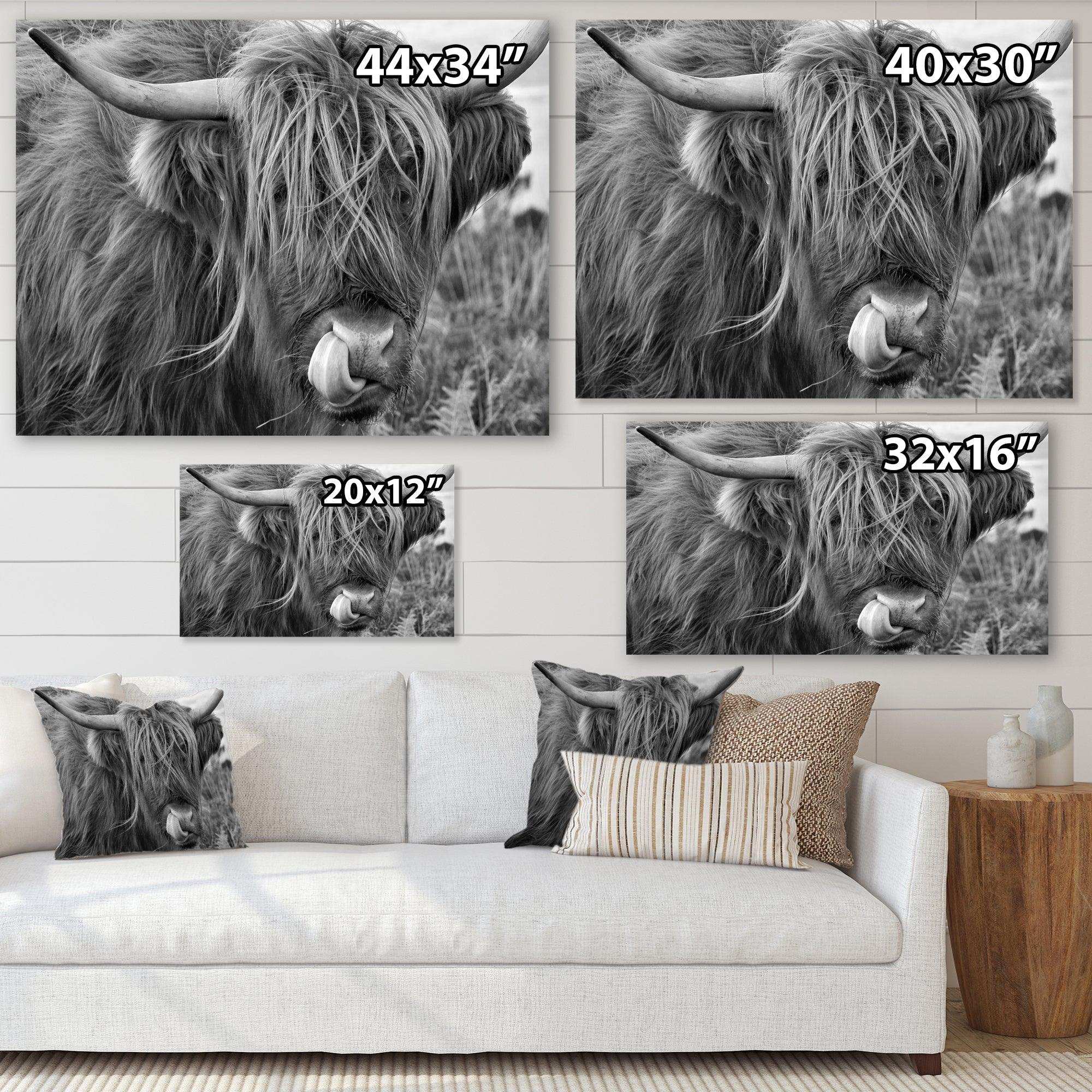 Scottish Cow On Moorland II