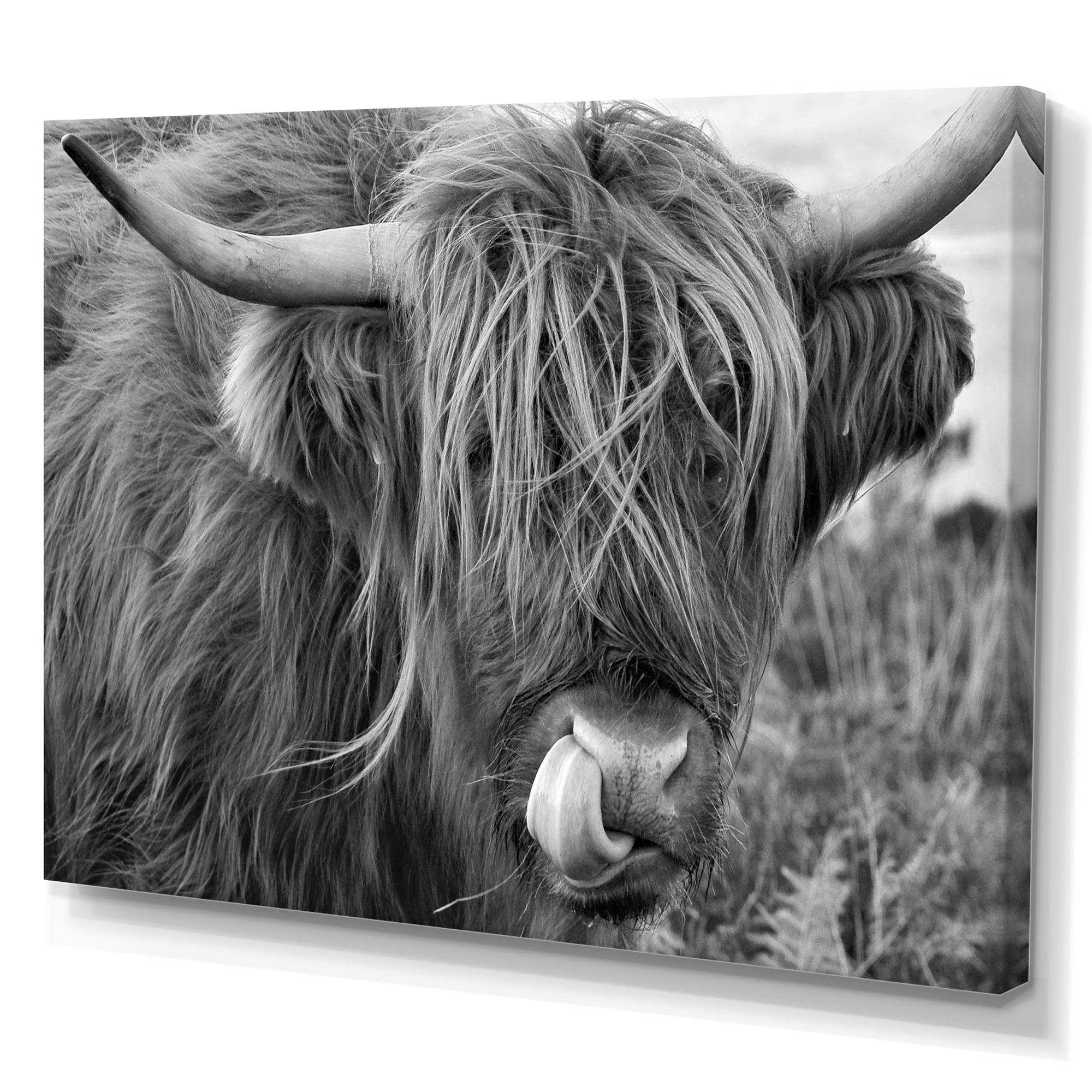 Scottish Cow On Moorland II