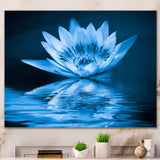 Blue Water Lily