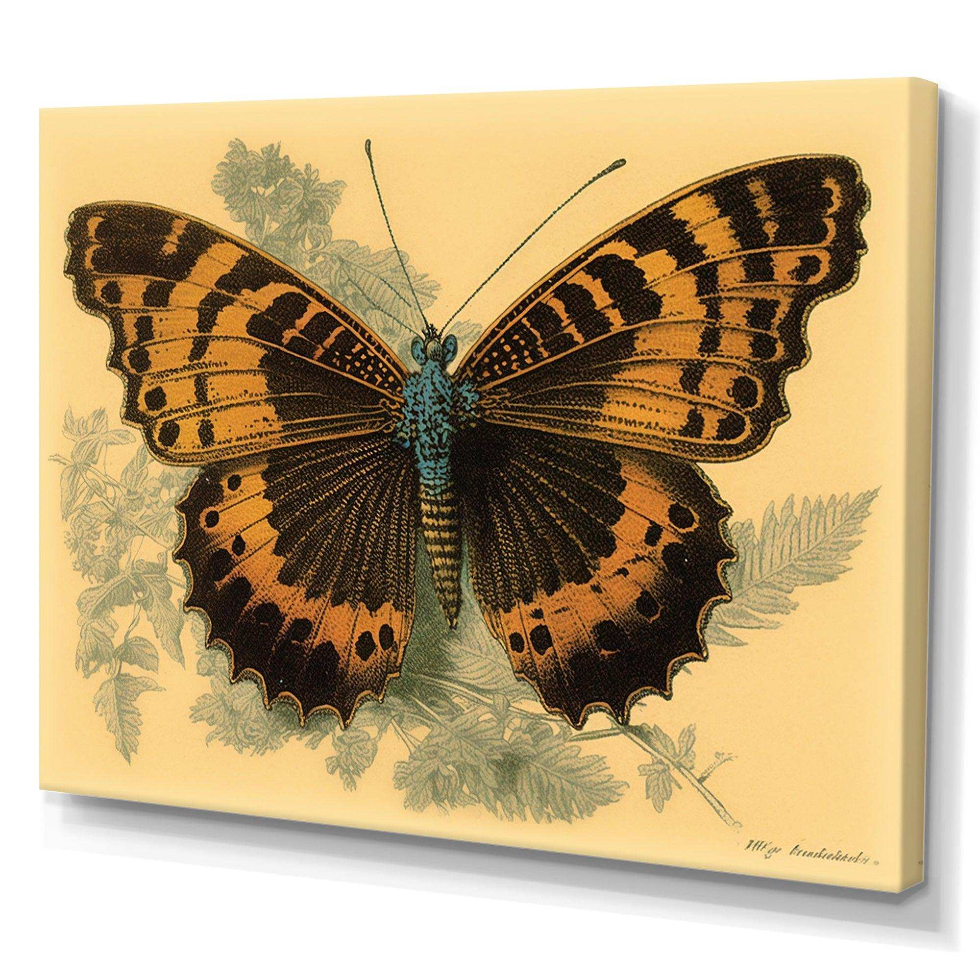 Vintage Illustration Of Butterfly II