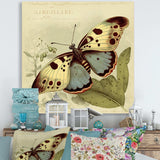 Vintage Illustration Of Butterfly III