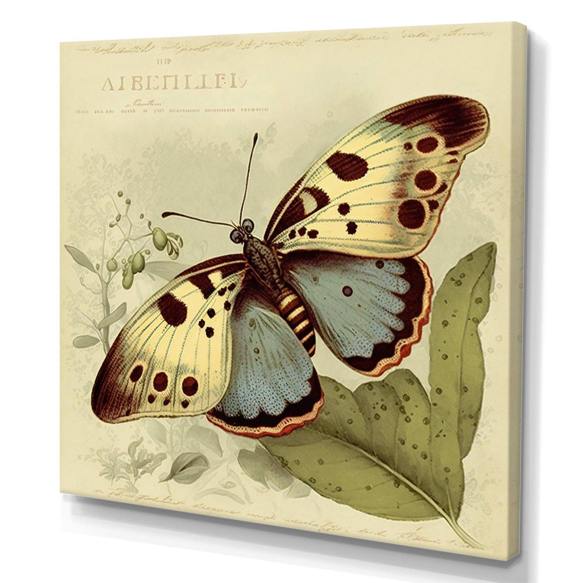 Vintage Illustration Of Butterfly III