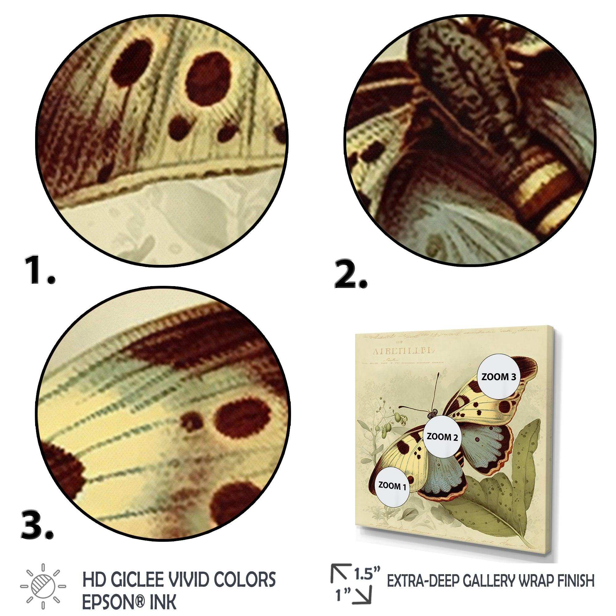 Vintage Illustration Of Butterfly III