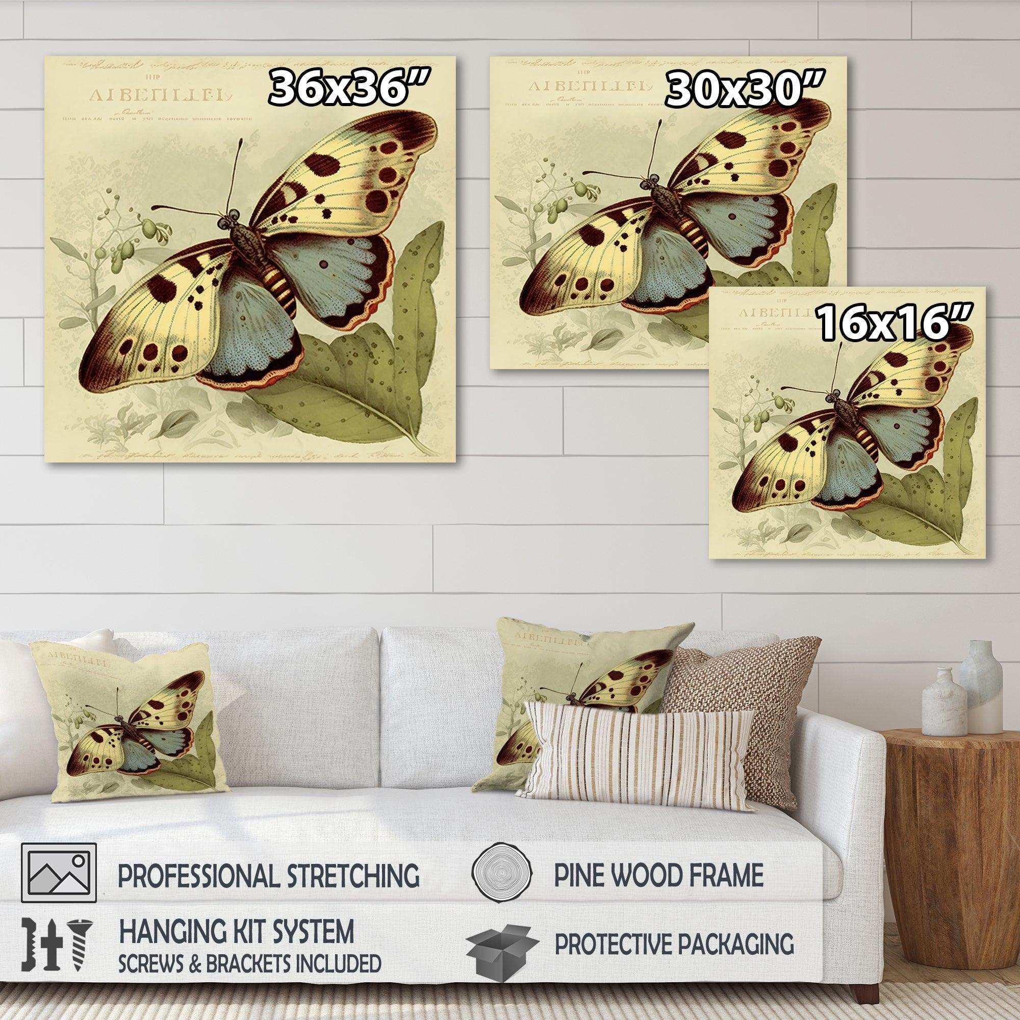 Vintage Illustration Of Butterfly III