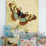 Vintage Illustration Of Butterfly IV