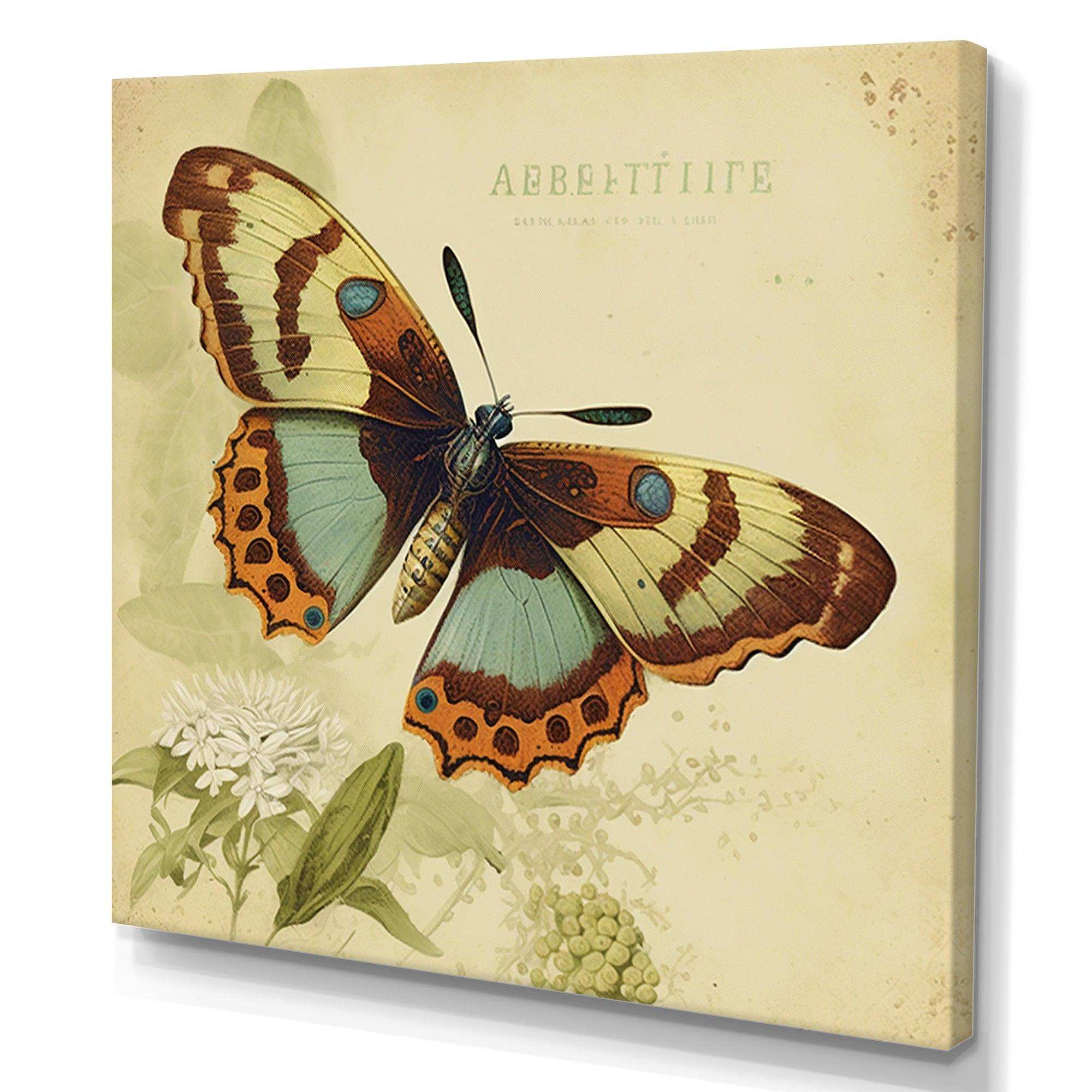 Vintage Illustration Of Butterfly IV