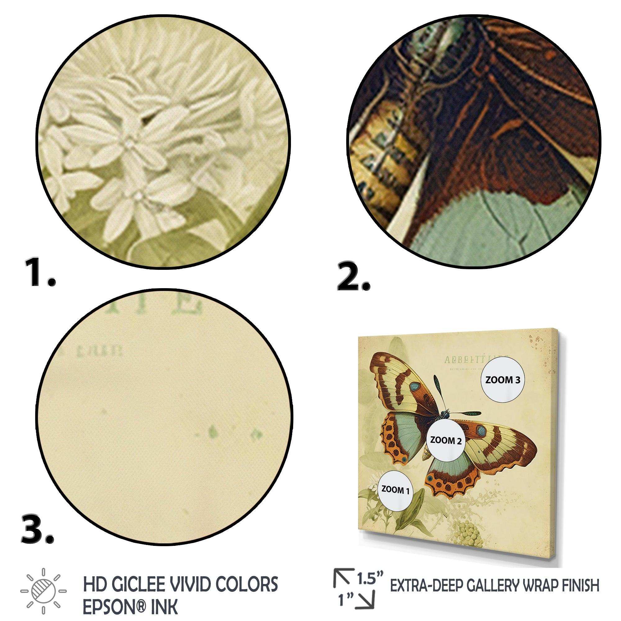 Vintage Illustration Of Butterfly IV