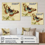 Vintage Illustration Of Butterfly IV