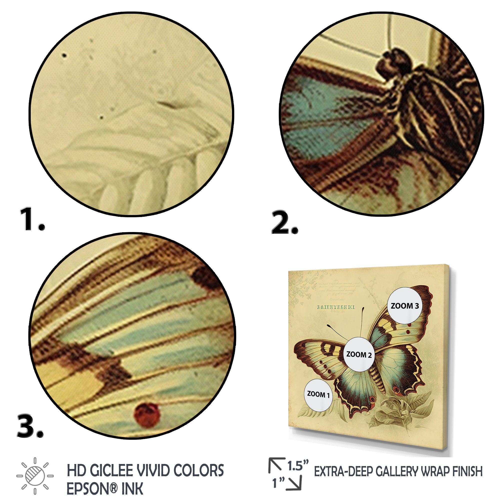 Vintage Illustration Of Butterfly V