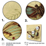 Vintage Illustration Of Butterfly V