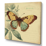 Vintage Illustration Of Butterfly VI
