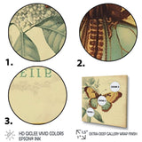 Vintage Illustration Of Butterfly VI