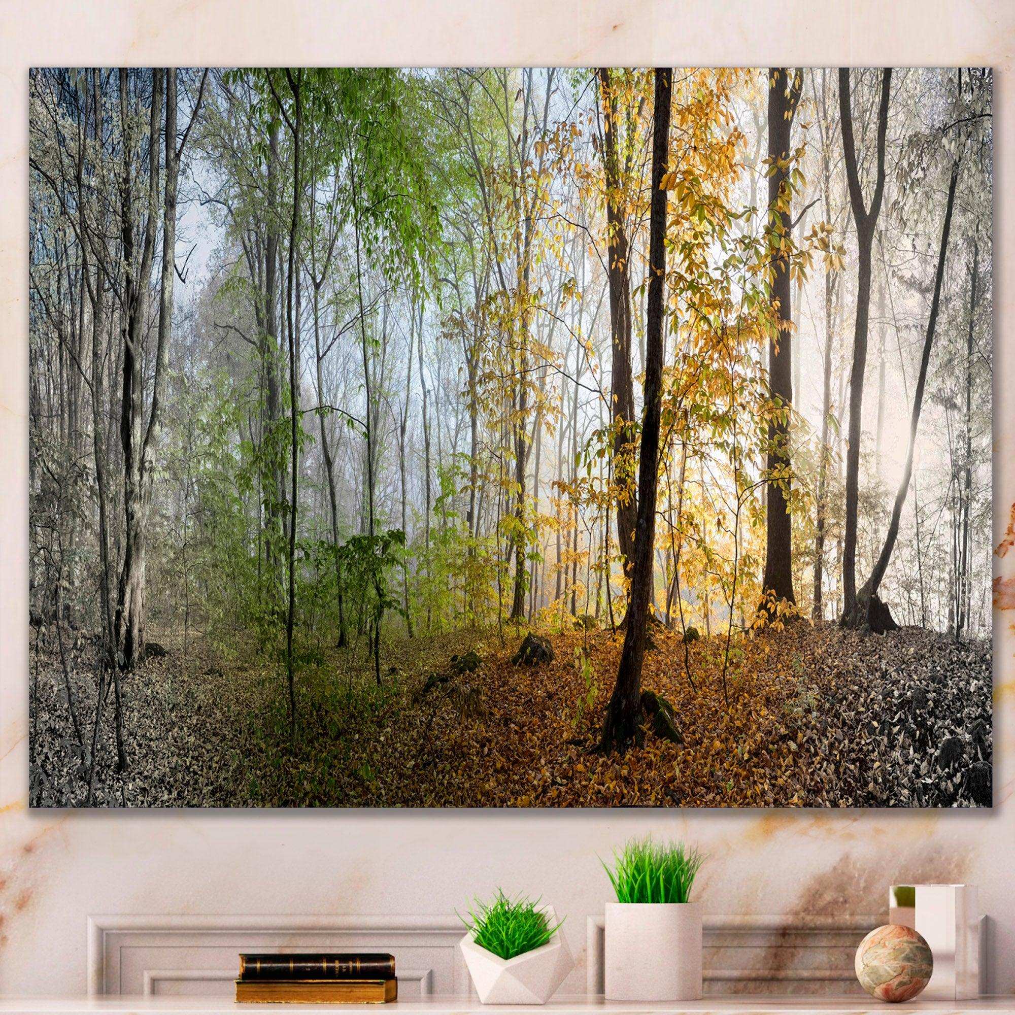 Morning Forest Panoramic View