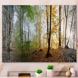 Morning Forest Panoramic View