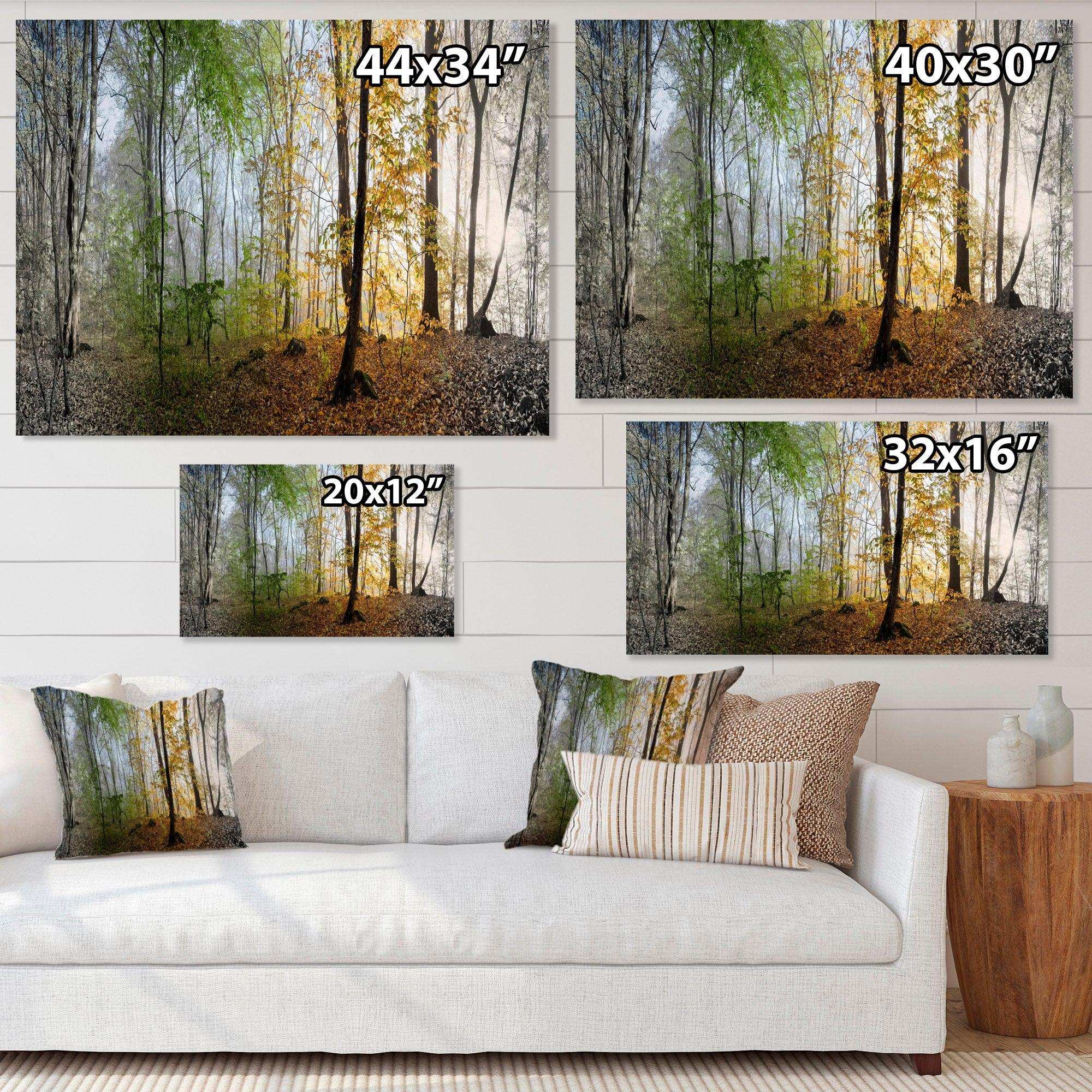 Morning Forest Panoramic View